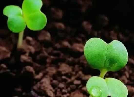 植物百科|四叶草有种子吗