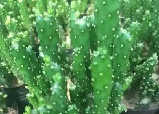 掉叶子|多肉老掉叶子怎么办 掉叶片原因及处理方法