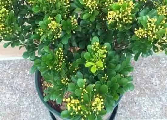 植物浇水|米兰几天浇一次水 春夏秋冬各不同