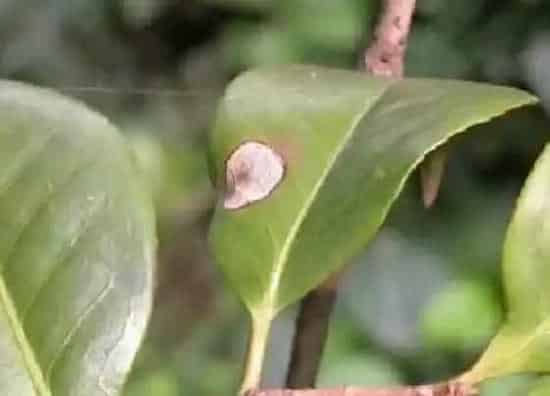 叶子发黄|茶花黄叶是什么原因 叶子发黄原因与处理方法