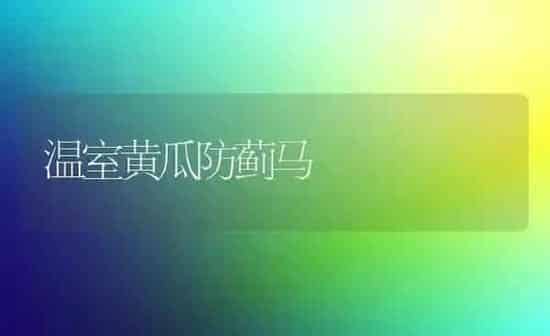 温室黄瓜防蓟马 | 蔬菜种植