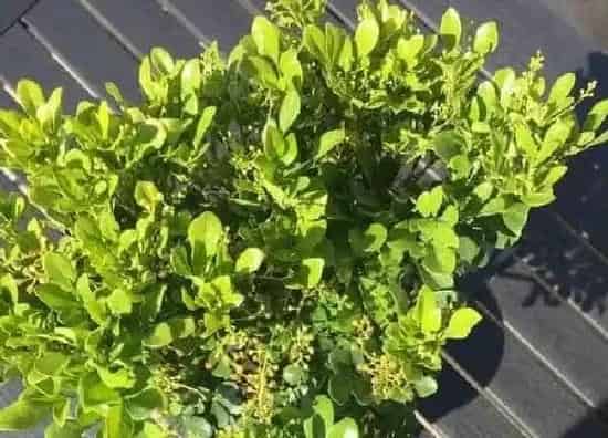 植物浇水|米兰几天浇一次水 春夏秋冬各不同
