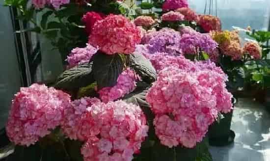 植物百科|纱织小姐绣球是新老枝开花吗（花期好养，耐寒可调色）