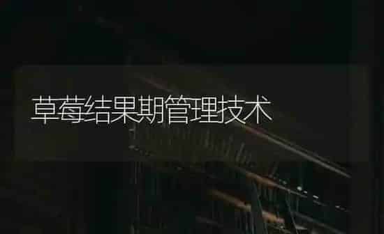 草莓结果期管理技术 | 瓜果种植