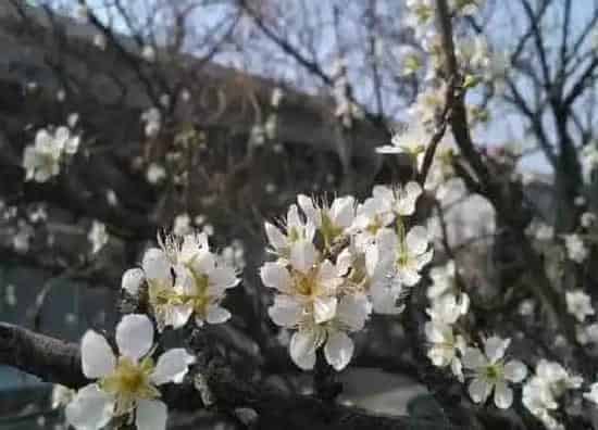 习性特点|杏花长什么样子