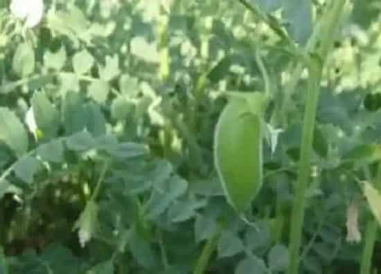 种植方法|鹰嘴豆种植时间和方法