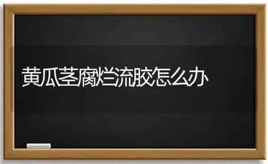 黄瓜茎腐烂流胶怎么办 | 蔬菜种植
