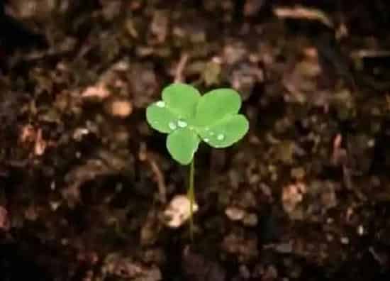 植物百科|四叶草有种子吗