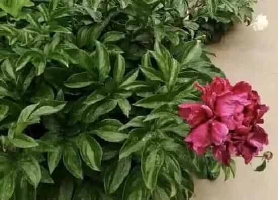 习性特点|芍药的样子和特点描写