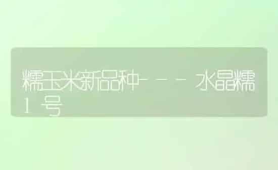糯玉米新品种---水晶糯1号 | 粮油作物种植