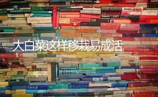 大白菜这样移栽易成活 | 蔬菜种植