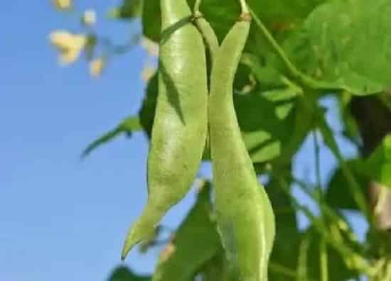 养殖科普|扁豆喜阴还是喜阳光的植物
