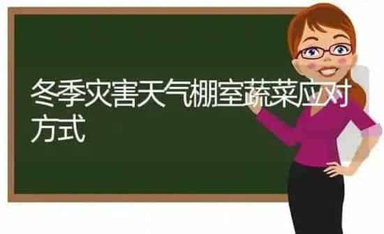 冬季灾害天气棚室蔬菜应对方式 | 蔬菜种植