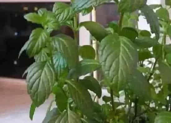 叶蔫|薄荷叶子发蔫原因及补救方法