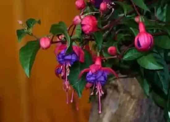 植物百科|宝莲灯花有种子吗