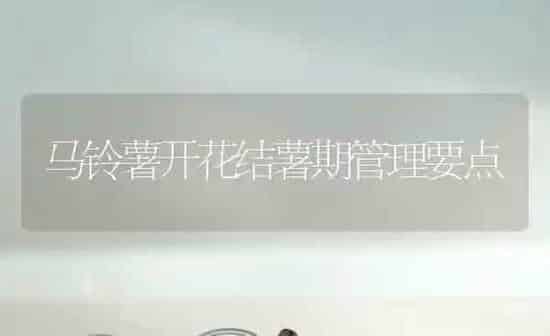 马铃薯开花结薯期管理要点 | 粮油作物种植