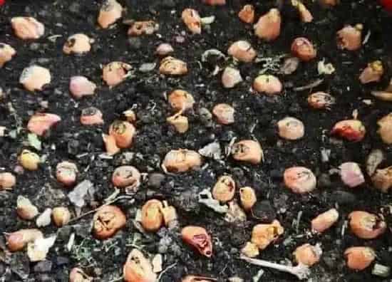 植物播种|小葱种子怎么种植方法