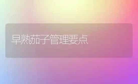 早熟茄子管理要点 | 蔬菜种植