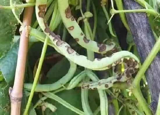 植物病害|豆角炭疽病发病原因及治疗方法