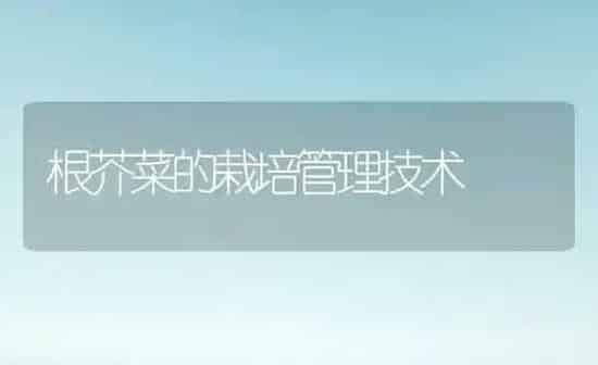 根芥菜的栽培管理技术 | 蔬菜种植