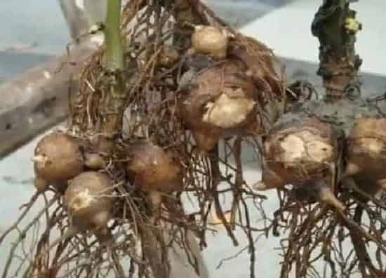 植物生根|附子怎么修根
