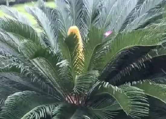 植物寓意|铁树的寓意和象征风水