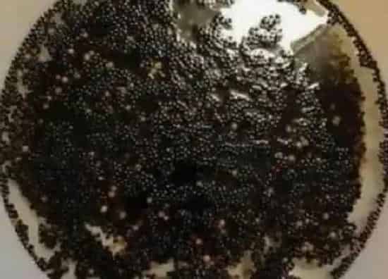 植物播种|小葱种子怎么种植方法