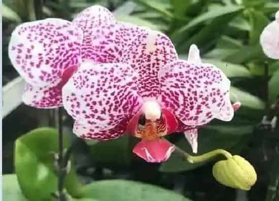 开花时间|蝴蝶兰什么时候长花苞