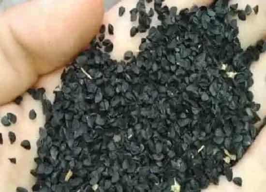 植物播种|小葱种子怎么种植方法