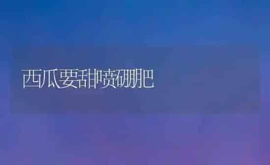 西瓜要甜喷硼肥 | 瓜果种植