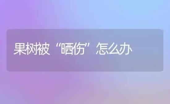 果树被“晒伤”怎么办 | 瓜果种植