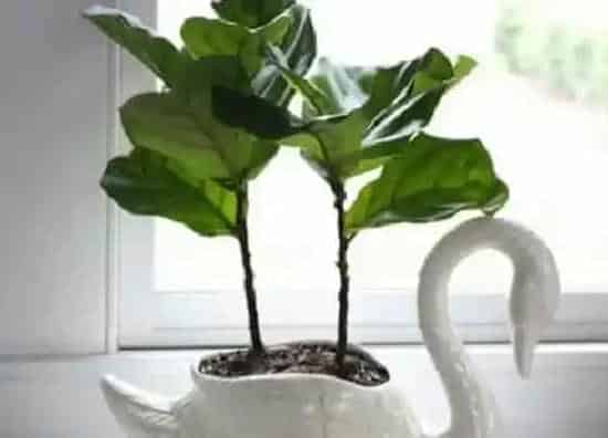 绿植|最适合家里养的十大植物 室内长期养生命力强的花卉
