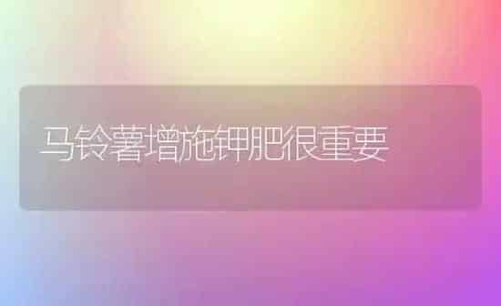 马铃薯增施钾肥很重要 | 粮油作物种植
