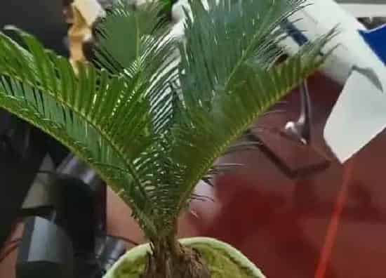 植物寓意|铁树的寓意和象征风水