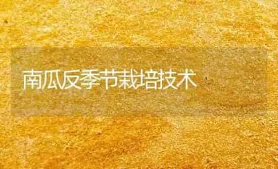 南瓜反季节栽培技术 | 蔬菜种植