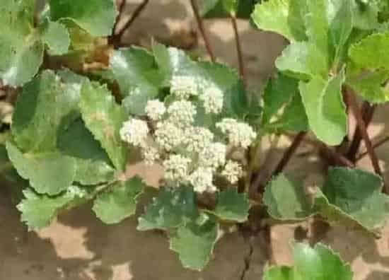 植物病害|白术黄叶病的原因及治疗处理方法