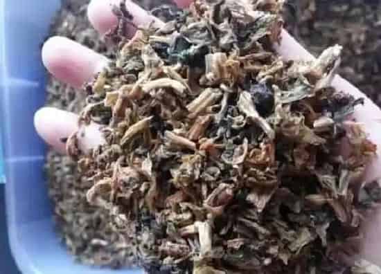叶子|梅干菜是什么植物的叶子