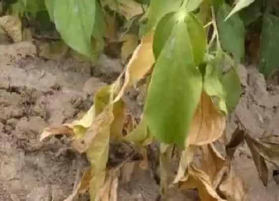 植物病害|白术黄叶病的原因及治疗处理方法