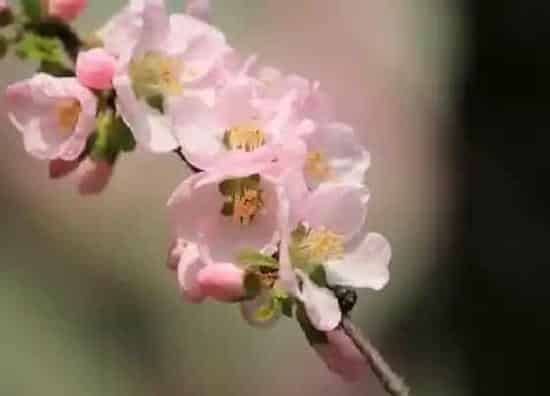 植物百科|杏花又叫什么花