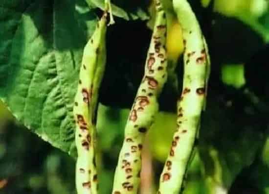 植物病害|豆角炭疽病发病原因及治疗方法