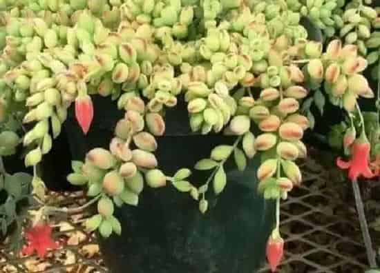 植物移栽|达摩福娘上盆时间与养护方法