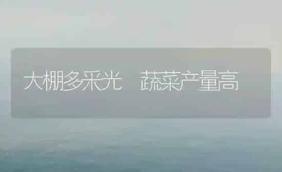 大棚多采光 蔬菜产量高 | 蔬菜种植