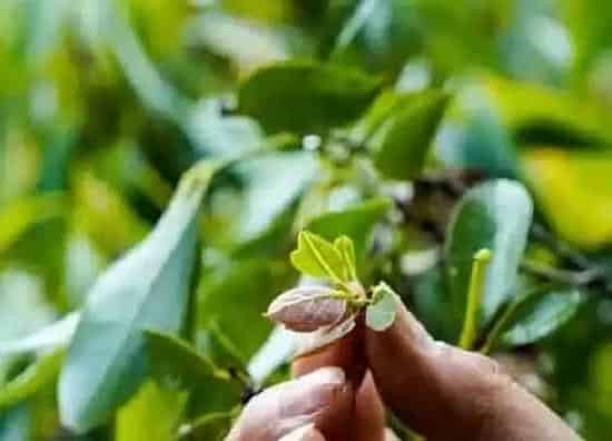 叶子|老鹰茶是什么树的叶子