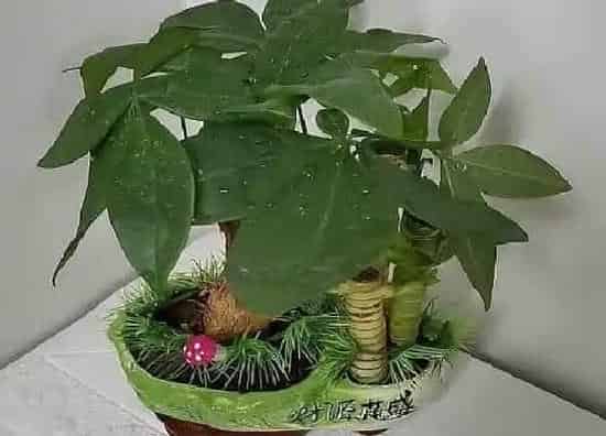 绿植|最适合家里养的十大植物 室内长期养生命力强的花卉
