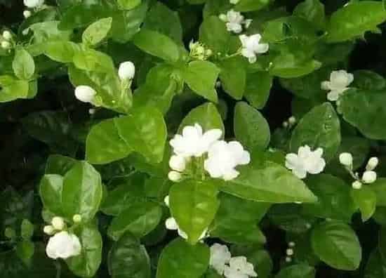 果实成熟|茉莉花茶采摘时间和收获季节