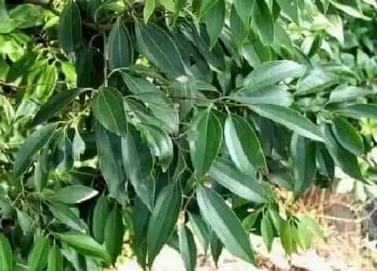 植物产地|肉桂哪里产的最好