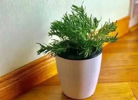 植物百科|多年生盆栽花卉有哪些