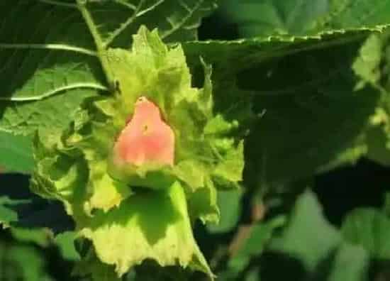 种植管理|大榛子几年结果实