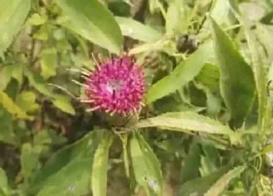 植物病害|白术黄叶病的原因及治疗处理方法