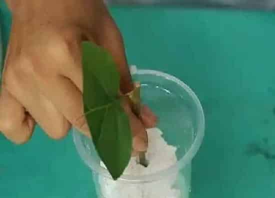 植物扦插|三角梅的扦插方法和注意事项 三角梅扦插时间和方法